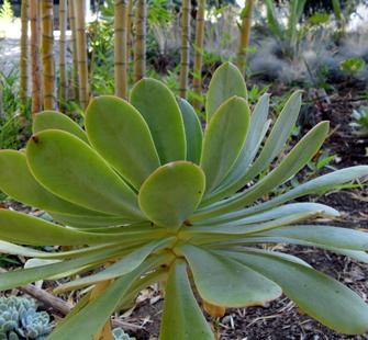 A succulent in the Blue Garden